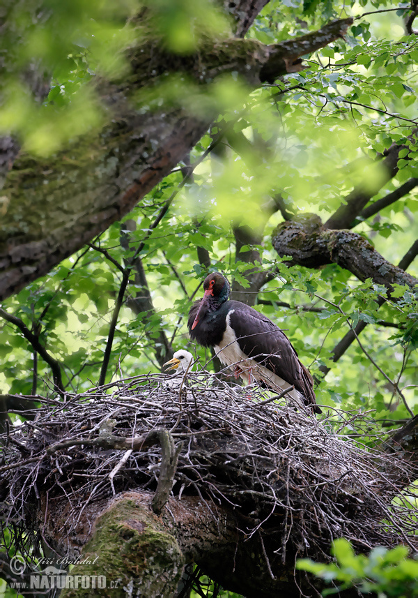 Bocian čierny (Ciconia nigra)