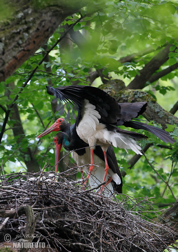 Bocian čierny (Ciconia nigra)