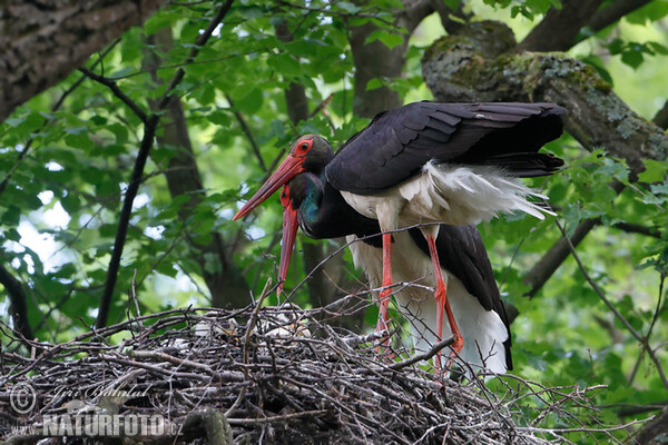 Bocian čierny (Ciconia nigra)