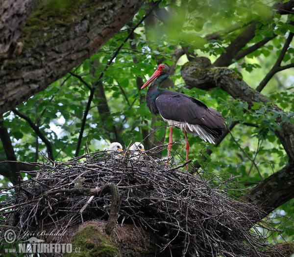 Bocian čierny (Ciconia nigra)