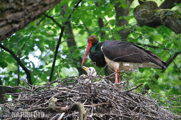 Bocian čierny (Ciconia nigra)