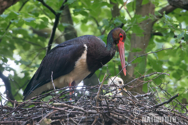 Bocian čierny (Ciconia nigra)