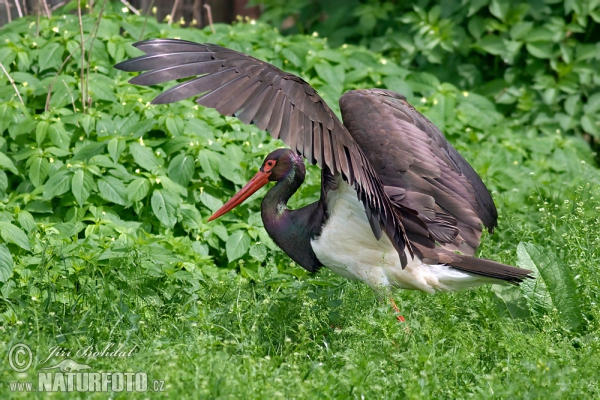 Bocian čierny (Ciconia nigra)