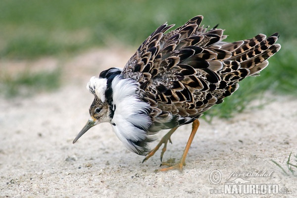 Bojovník bahenný (Philomachus pugnax)