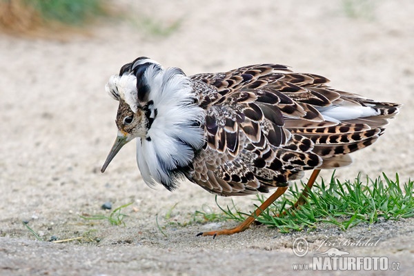 Bojovník bahenný (Philomachus pugnax)