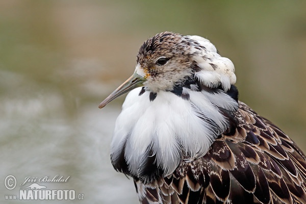 Bojovník bahenný (Philomachus pugnax)