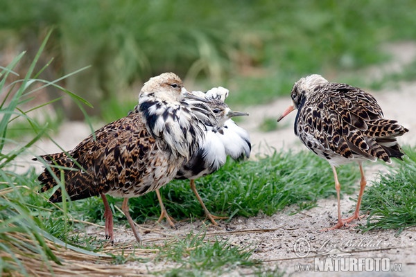 Bojovník bahenný (Philomachus pugnax)