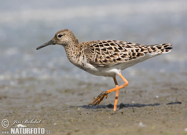 Bojovník bahenný (Philomachus pugnax)