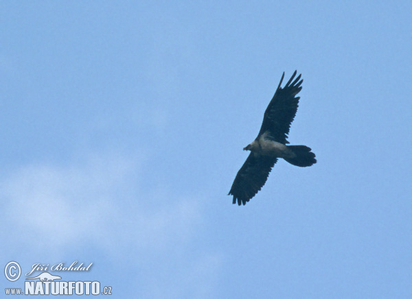 Bradán žltohlavý (Gypaetus barbatus)