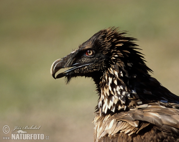 Bradán žltohlavý (Gypaetus barbatus)