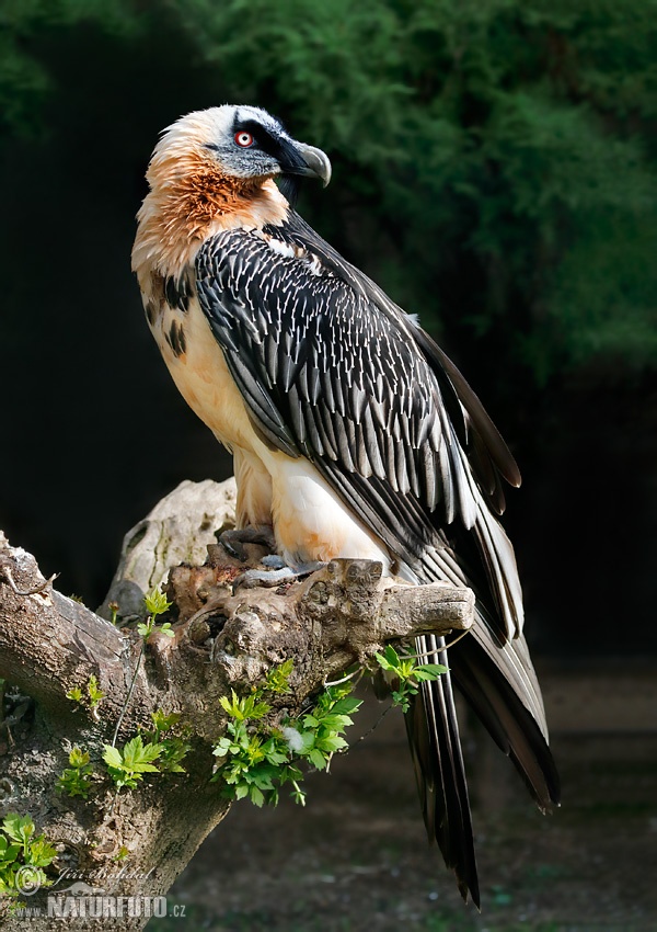 Bradán žltohlavý (Gypaetus barbatus)