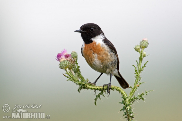 Bramborníček černohlavý (Saxicola torquata)