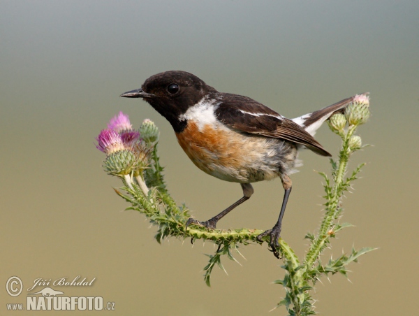 Bramborníček černohlavý (Saxicola torquata)