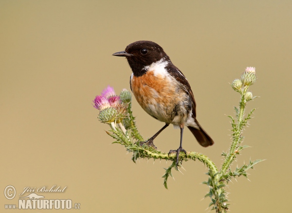 Bramborníček černohlavý (Saxicola torquata)