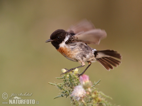 Bramborníček černohlavý (Saxicola torquata)