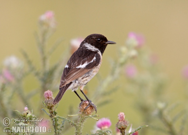 Bramborníček černohlavý (Saxicola torquata)