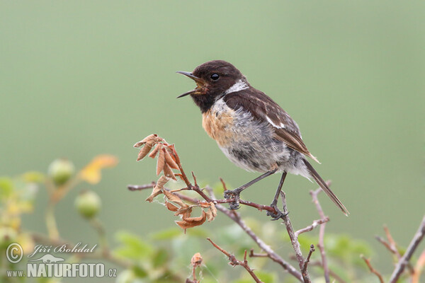 Bramborníček černohlavý (Saxicola torquata)