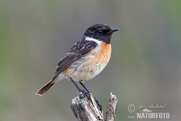 Bramborníček černohlavý (Saxicola torquata)