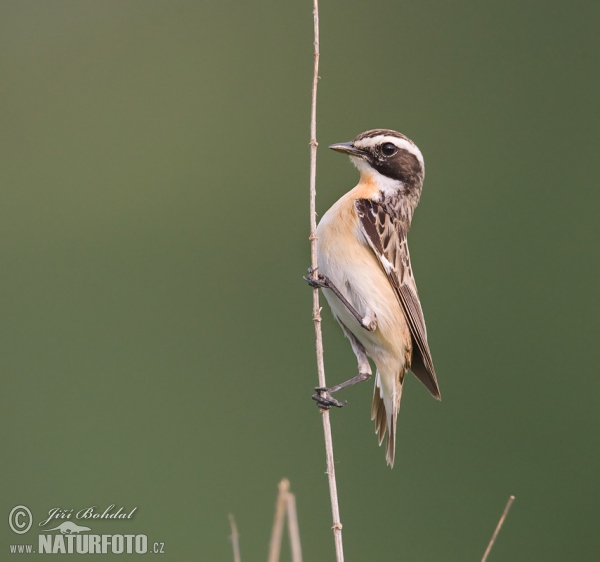 Bramborníček hnědý (Saxicola rubetra)