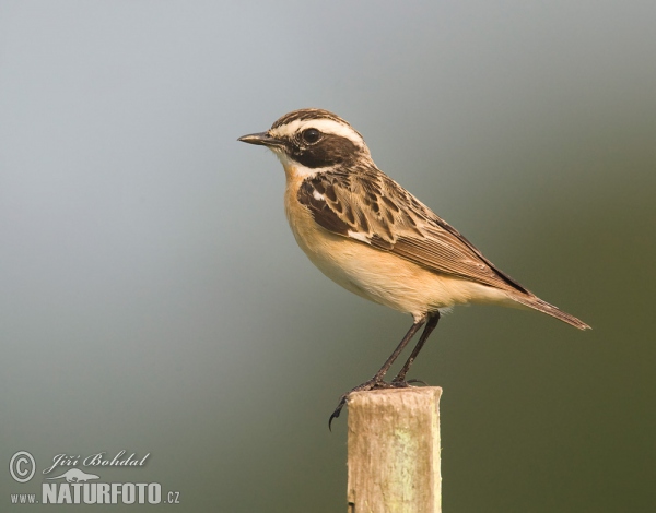 Bramborníček hnědý (Saxicola rubetra)