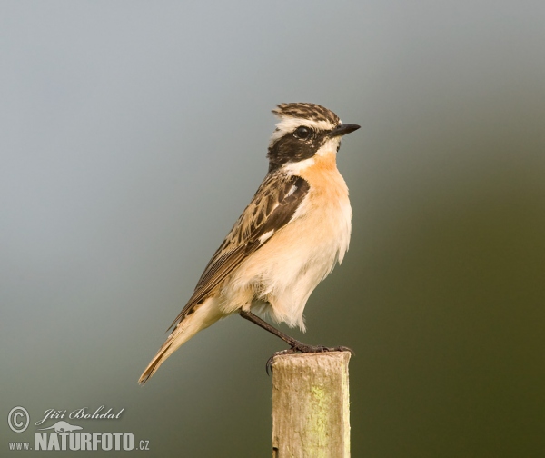 Bramborníček hnědý (Saxicola rubetra)