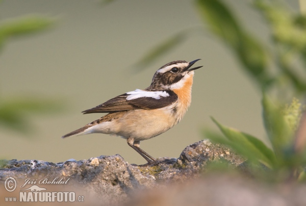 Bramborníček hnědý (Saxicola rubetra)