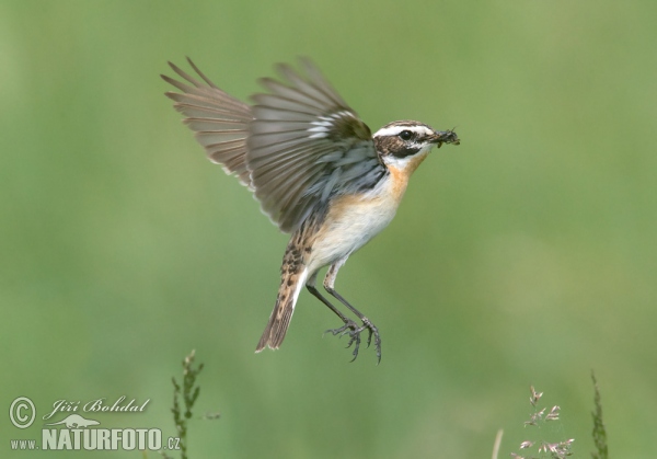 Bramborníček hnědý (Saxicola rubetra)