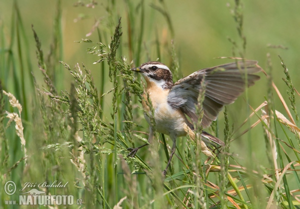 Bramborníček hnědý (Saxicola rubetra)