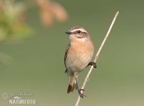 Bramborníček hnědý (Saxicola rubetra)