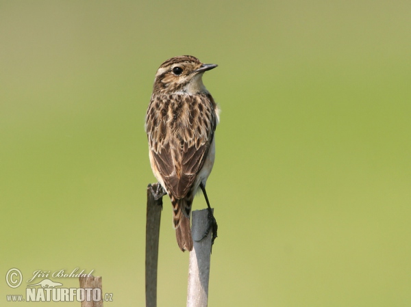 Bramborníček hnědý (Saxicola rubetra)