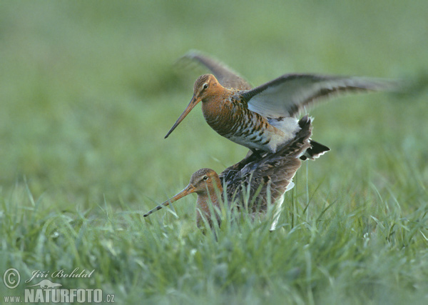 Brehár čiernochvostý (Limosa limosa)