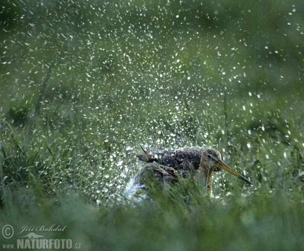 Brehár čiernochvostý (Limosa limosa)