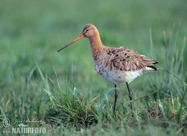 Brehár čiernochvostý (Limosa limosa)