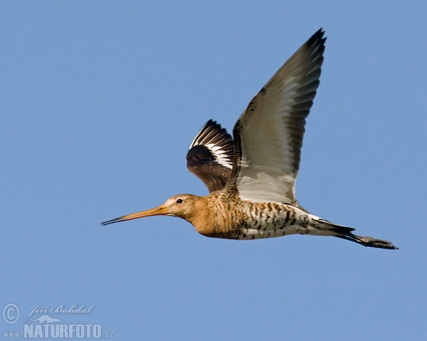 Brehár čiernochvostý (Limosa limosa)