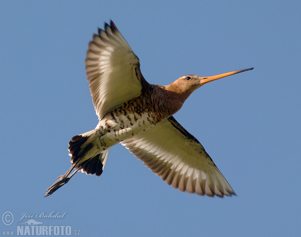 Brehár čiernochvostý (Limosa limosa)