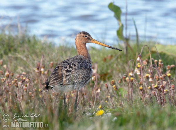 Brehár čiernochvostý (Limosa limosa)