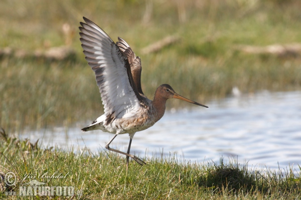 Brehár čiernochvostý (Limosa limosa)