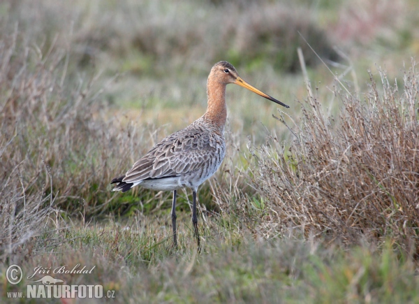 Brehár čiernochvostý (Limosa limosa)