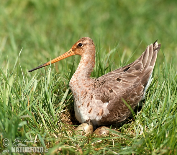 Brehár čiernochvostý (Limosa limosa)