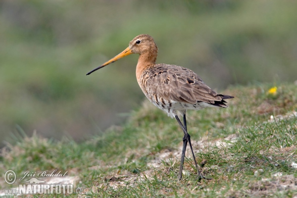 Brehár čiernochvostý (Limosa limosa)