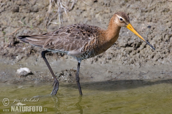 Brehár čiernochvostý (Limosa limosa)