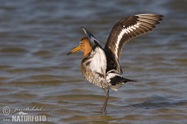 Brehár čiernochvostý (Limosa limosa)