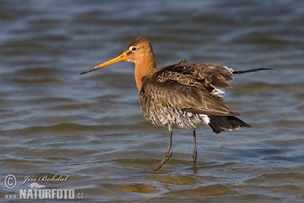 Brehár čiernochvostý (Limosa limosa)