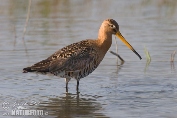 Brehár čiernochvostý (Limosa limosa)