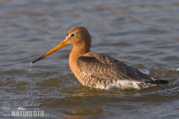 Brehár čiernochvostý (Limosa limosa)