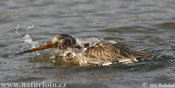 Brehár čiernochvostý (Limosa limosa)