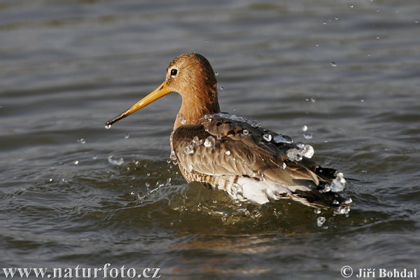 Brehár čiernochvostý (Limosa limosa)