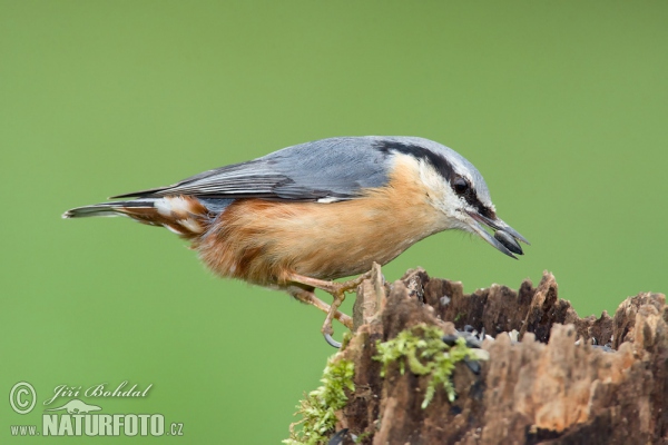 Brhlík lesní (Sitta europaea)