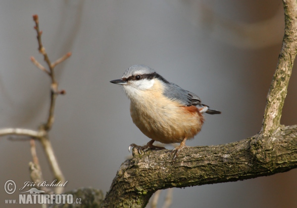 Brhlík lesní (Sitta europaea)