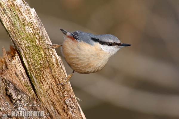 Brhlík lesní (Sitta europaea)